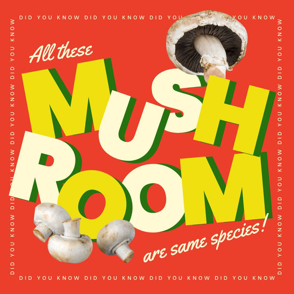 Did You Know? All These Mushrooms Are the Same Species!